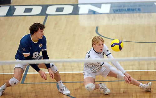 02022024
Kale Fisher #6 of the Brandon University Bobcats digs the ball during university men&#x2019;s volleyball action against the Mount Royal University Cougars at the BU Healthy Living Centre on Friday evening.
(Tim Smith/The Brandon Sun)