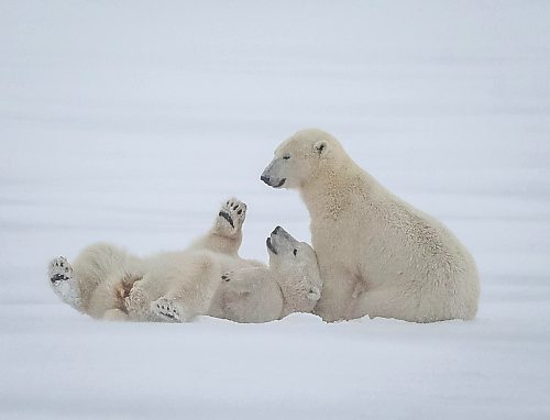 JESSICA LEE / WINNIPEG FREE PRESS

Polar bears play in the snow on Churchill, Manitoba on November 20, 2021

Reporter: Sarah








