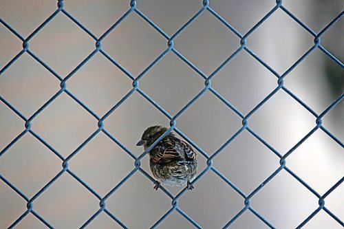 A sparrow sits on a chain link fence on Rosser Avenue on a chilly Tuesday afternoon. (Matt Goerzen/The Brandon Sun)