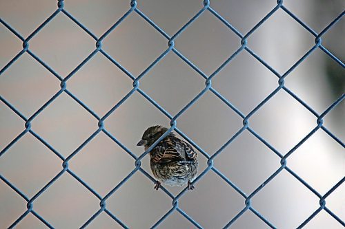 A sparrow sits on a chain link fence on Rosser Avenue on Tuesday afternoon. (Matt Goerzen/The Brandon Sun)