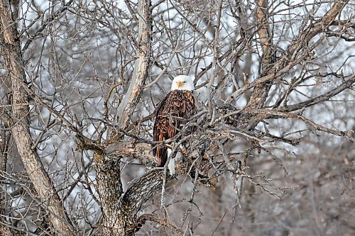 15022024
A bald eagle scans the Assiniboine River from a tree in Dinsdale Park on a cold Thursday. (Tim Smith/The Brandon Sun)