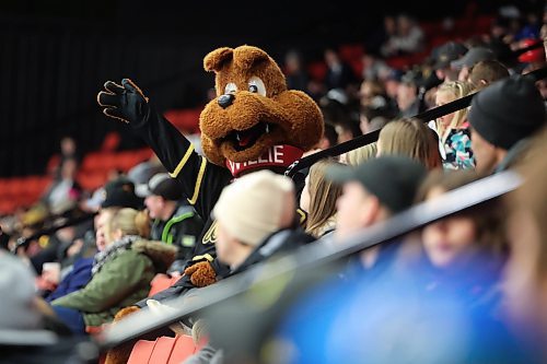 16022024
Willie the Brandon Wheat Kings mascot waves to fans from the stands during WHL action between the Wheaties and the Calgary Hitmen at Westoba Place on Friday evening. (Tim Smith/The Brandon Sun)