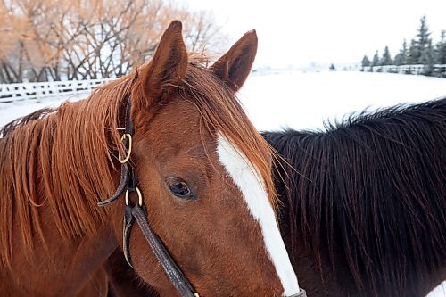 21022024
Horses stand in a paddock in Brandon&#x2019;s south end on a mild Wednesday. 
(Tim Smith/The Brandon Sun)