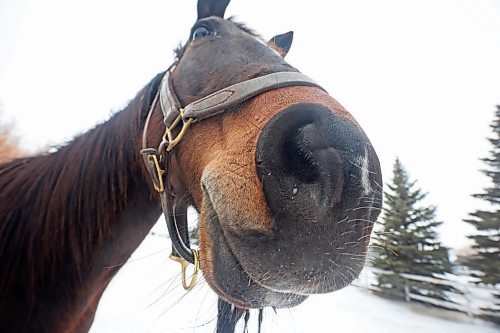21022024
A horse peers at the camera in a paddock in Brandon&#x2019;s south end on a mild Wednesday. 
(Tim Smith/The Brandon Sun)