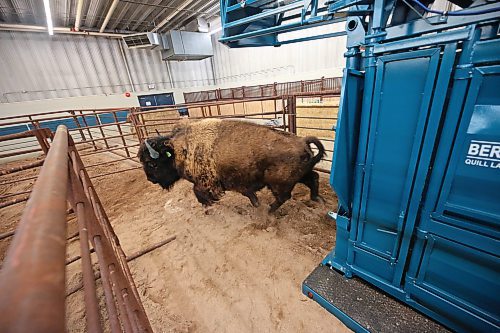 After being unloaded and weighed, a bison exits a portable corral into the Westoba Agriculture Centre of Excellence building. Workers and volunteers spent Thursday afternoon unloading dozens of animals for the show, hosted by the Manitoba Bison Association and the Saskatchewan Bison Association. (Matt Goerzen/The Brandon Sun)