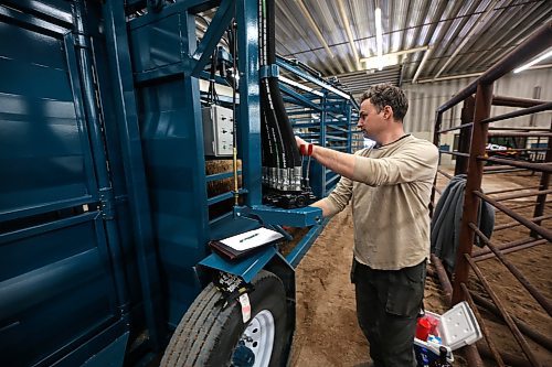 Norman Berlinic of Saskatchewan-based Berlinic Manufacturing operates a portable corral for bison that his company manufactures while unloading a heifer on Thursday. (Matt Goerzen/The Brandon Sun)