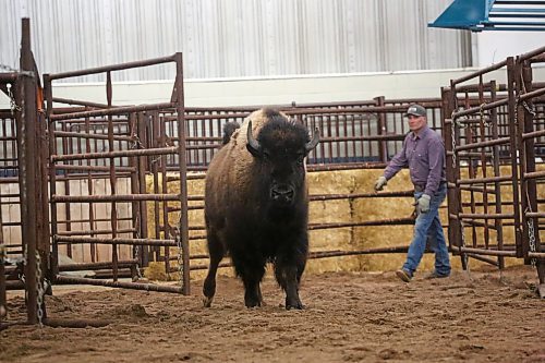 A bison heifer is corralled through a system of gates into a pen at the Westoba Agriculture Centre of Excellence. Workers and volunteers spent Thursday afternoon unloading dozens of animals for the No Borders Show, Sale & Convention, hosted by the Manitoba Bison Association and the Saskatchewan Bison Association. (Matt Goerzen/The Brandon Sun)