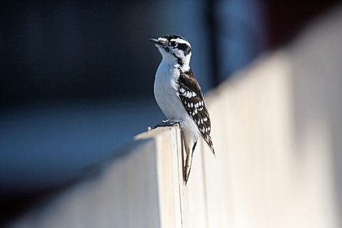 A hairy woodpecker sits atop a fence in a yard on 10th Street in Brandon on Thursday morning. (Matt Goerzen/The Brandon Sun)