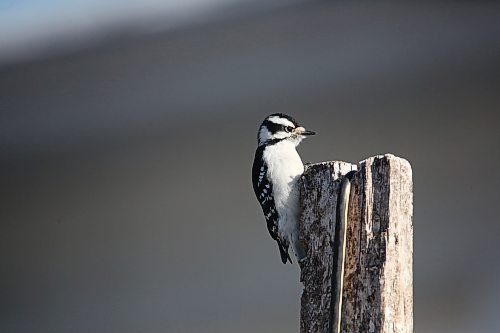 A hairy woodpecker sits atop a fencepost in a yard on 10th Street in Brandon on Thursday morning. (Matt Goerzen/The Brandon Sun)