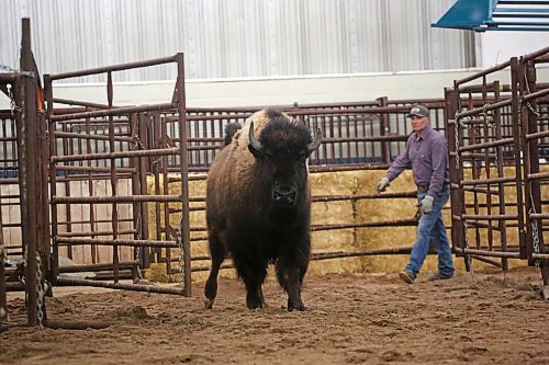 A Bison heifer is corralled through a system of gates into a pen at the Westoba Agriculture Centre of Excellence on Thursday afternoon. Workers and volunteers spend Thursday afternoon unloading dozens of animals for the No Borders Show, Sale &amp; Convention, hosted by the Manitoba Bison Association and the Saskatchewan Bison Association that starts today. (Matt Goerzen/The Brandon Sun)