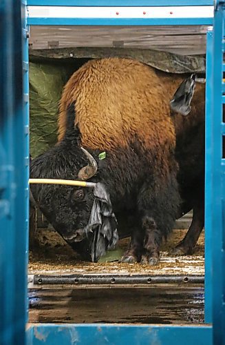 Workers attempt to coax a stubborn bison bull out of a trailer and into a portable bison corral at the Keystone Centre's Westoba Agricultural Centre of Excellence on Thursday afternoon, in preparation for the No Borders Show, Sale &amp; Convention 2024, hosted by the Manitoba Bison Association and the Saskatchewan Bison Association, which starts today. (Matt Goerzen/The Brandon Sun)