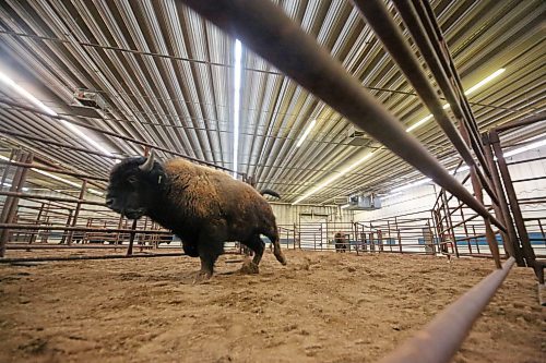 A bull bison is moved to a new pen within the Westoba Agriculture Centre of Excellence, in advance of the No Borders Show, Sale &amp; Convention 2024 this weekend at the Keystone Centre. (Matt Goerzen/The Brandon Sun)