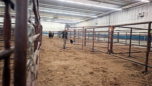 A worker closes a gate to corral a bison that has just been unloaded at the Westoba Agriculture Centre of Excellence on Thursday afternoon. (Matt Goerzen/The Brandon Sun)