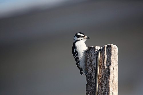 A hairy woodpecker sits atop a fence post in a yard on 10th Street in Brandon on Thursday morning. (Matt Goerzen/The Brandon Sun)