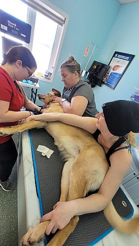 Orser prepares to draw blood from Tess, a friendly golden retriever/golden Labrador owned by Dr. Ostendorf. (Miranda Leybourne/The Brandon Sun)