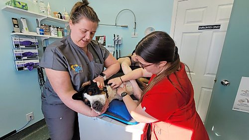 Brave dog blood donor Finley holds still under the gentle hands of her owner, the Neepawa Vet Clinic's Dr. Liz Ostendorf (left), Canadian Animal Blood Bank regional unit manager Paige Orser (right) and volunteer Danielle Deslauriers (centre) on Tuesday. Blood drives are held at the clinic and two other vet clinics in Brandon every three months. Dog owners call ahead and make appointments to bring their dogs in to donate blood, and they are screened for good health beforehand. The blood will go to the bank's head office in Winnipeg, and from there will be shipped out across the country. (Miranda Leybourne/The Brandon Sun)