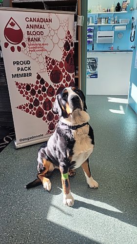 Finley, a Greater Swiss Mountain Dog, accompanied her owner, Dr. Liz Ostendorf, to work at the Neepawa Medical Clinic on Feb. 27 to take part in the Canadian Animal Blood Bank's blood drive. The vet clinic hosts the blood drives every three months, and the blood collected goes to save sick and injured animals across the country. One bag of donated blood can save three dogs. (Miranda Leybourne/The Brandon Sun)