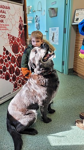 Gauge, a seven-year-old Rottweiler/Great Pyrenees, sits proudly with his pint-sized owner, three-year-old Wyatt Eden, at the Neepawa Vet Clinic. (Miranda Leybourne/The Brandon Sun)