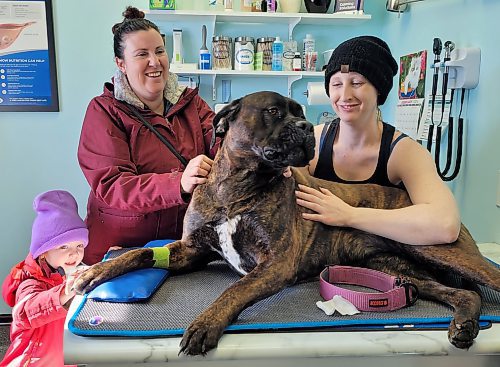 Four-year-old Bella Swain, Jodi Collum and Danielle Deslauriers appreciatively pat Lylah, a four-year-old bull mastiff, after the dog donated blood at the Neepawa Vet Clinic's Canadian Animal Blood Bank blood drive on Tuesday. See more photos on Page A3. (Miranda Leybourne/The Brandon Sun)