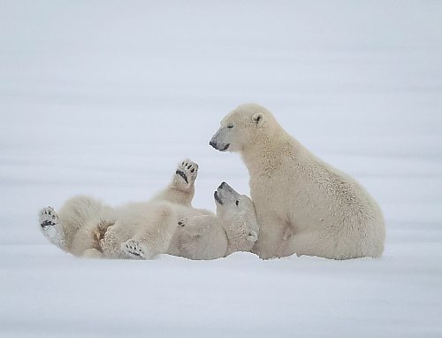 Polar bears play in the snow in Churchill. Lee Harding says it's time governments at all levels took Churchill's economic potential seriously. (Winnipeg Free Press)
Reporter: Sarah