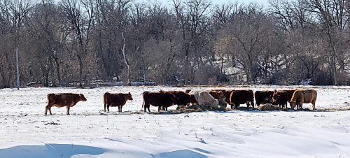 A herd of cattle chows down on some hay in a farm yard southwest of Brandon on Tuesday afternoon. (Matt Goerzen/The Brandon Sun)