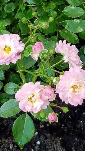 Colleen Zacharias / Winnipeg Free Press
The rose is just one of 300 plant species that adult Japanese beetles feed on.

 