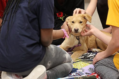 Star, a young canine from the Brandon Humane Society, enjoys the special treatment. (Matt Goerzen/The Brandon Sun)