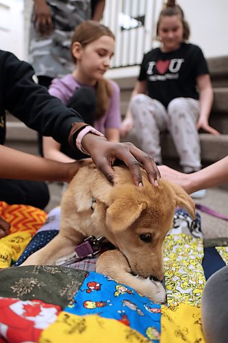 Star, a young canine from the Brandon Humane Society, gets some love from students with Riverheights School teacher Celine Cramer's home economics class on Wednesday morning, while he rests upon a blanket made by the students. Eleven hand-made dog blankets were donated by the class to the Brandon Humane Society. (Matt Goerzen/The Brandon Sun)