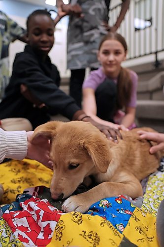 Star, a young canine from the Brandon Humane Society, gets some love from students with Riverheights School teacher Celine Cramer's home economics class on Wednesday morning, while he rests upon a blanket made by the students. Eleven hand-made dog blankets were donated by the class to the Brandon Humane Society. (Matt Goerzen/The Brandon Sun)
