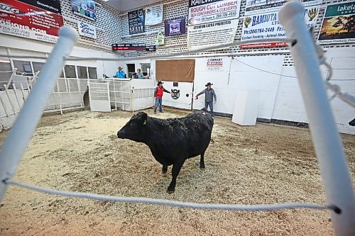 A lone heifer walks the show ring at the Heartland Livestock Services auction mart on Thursday afternoon. The animal was one of 252 animals up for auction as part of a herd dispersal for Minnedosa-based Curle Farms. (Matt Goerzen/The Brandon Sun)