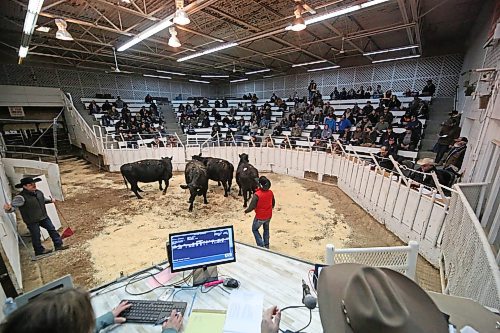 The view from the auctioneers box at the Heartland Livestock Services auction mart on Thursday afternoon. The auction was held as part of a herd dispersal for Minnedosa-based Curle Farms. (Matt Goerzen/The Brandon Sun)