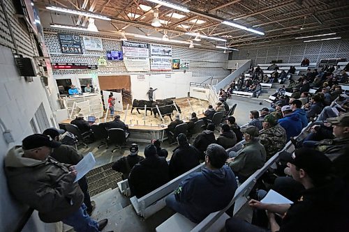 A large crowd of producers take in the herd dispersal auction at the Heartland Livestock Services auction mart in Brandon on Thursday afternoon. The auction was held for Minnedosa cattle producer Bruce Curle of Curle Farms, who decided it was time to start winding down his operation after 32 years on the farm. (Matt Goerzen/The Brandon Sun)