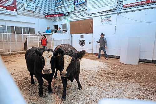 A pair of heifers walk the show ring at the Heartland Livestock Services auction mart on Thursday afternoon. The animal was one of 252 animals up for auction as part of a herd dispersal for Minnedosa-based Curle Farms. (Matt Goerzen/The Brandon Sun)