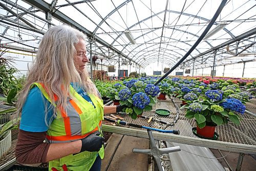 Timmer handles one of the many hydrangea plants that started blooming this week in the City of Brandon greenhouse on McGregor Avenue. (Matt Goerzen/The Brandon Sun)