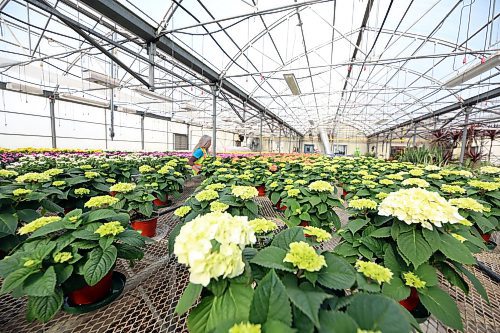 Tracy Timmer, horticulturalist for the City of Brandon, stands in the middle of a greenhouse full of Easter flowers, including various varieties of hydrangeas and chyrsanthemums, that just started to fully bloom this week. The potted flowers will be delivered next week to several locations across the city, including Brandon City Hall, seniors homes and city departments. (Matt Goerzen/The Brandon Sun)