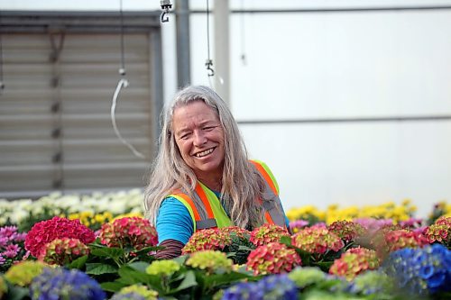 City of Brandon horticulturalist Tracy Timmer offers a bright smile on Friday afternoon while she looks over some hydrangea flowers that started blooming this week in the City of Brandon greenhouse on McGregor Avenue. (Matt Goerzen/The Brandon Sun)