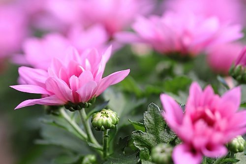 Bright pink chrysanthemums begin to bloom in the City of Brandon greenhouse on Friday afternoon. These potted flowers will be delivered to several locations around the city next week ahead of the Easter break, including the Brandon City Hall, seniors homes and city departments. (Matt Goerzen/The Brandon Sun)