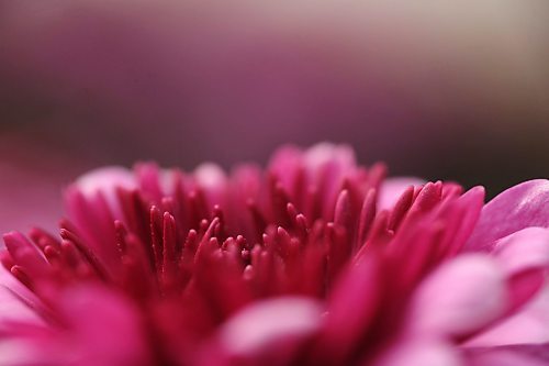 Petals from a pink chrysanthemum reach up from one of hundreds of potted flowers in the City of Brandon's greenhouse on McGregor Avenue on Friday afternoon. (Matt Goerzen/The Brandon Sun)
