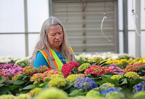 City of Brandon horticulturalist, Tracy Timmer, handles one of the many hydrangea plants that started blooming this week in the City of Brandon greenhouse on McGregor Avenue. (Matt Goerzen/The Brandon Sun)