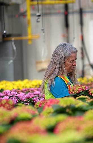 Tracy Timmer, horticulturalist for the City of Brandon, stands in the middle of a greenhouse full of Easter flowers, including various varieties of hydrangeas and chyrsanthemums, that just started to fully bloom this week. The potted flowers will be delivered next week to several locations across the city, including Brandon City Hall, seniors homes, and city departments. (Matt Goerzen/The Brandon Sun)