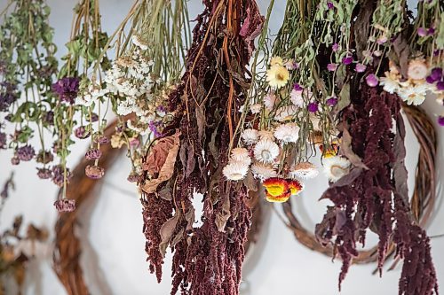 BROOK JONES / FREE PRESS
Lourdes Still, who is the founder of Masagana Flower Farm, hosted a tinta experience workshop where participants were taught how to dye wearable fabric art at her studio in the RM of Ste. Anne, Man., Saturday, Feb. 24, 2024. Pictured: Dried flowers hang from the rafters in Still's studio.