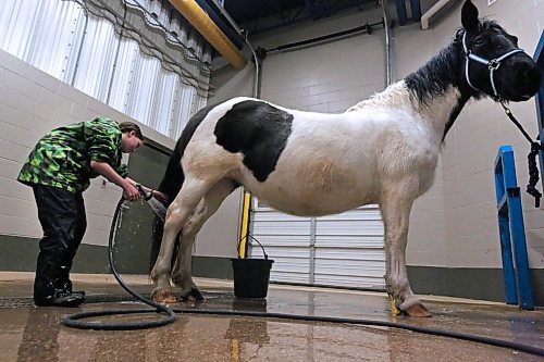 Beckham Sanko washes Emma's hind quarters during a grooming session near the stables in the Westoba Agricultural Centre of Excellence on Friday afternoon, ahead of the Light Horse and Pony Society horse-jumping show this weekend. (Matt Goerzen/The Brandon Sun)