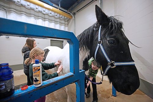 Brynlee and Stella (left) and their friend Beckham (right), who are participating in the Brandon Light Horse and Pony Society horse-jumping show this weekend, take some time to wash down Emma near the stables in the Westoba Agricultural Centre of Excellence on Friday afternoon. (Matt Goerzen/The Brandon Sun)