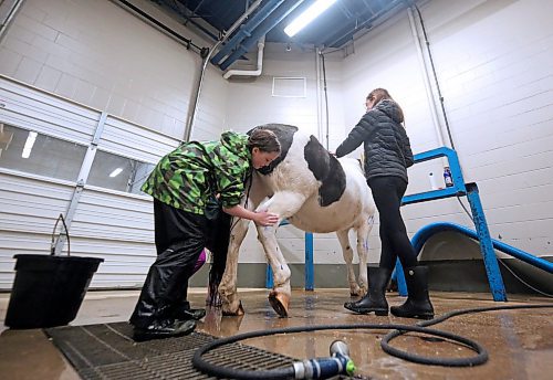 Two girls who are participating in the Brandon Light Horse and Pony Society horse-jumping show this weekend take some time to wash down Emma near the stables in the Westoba Agricultural Centre of Excellence on Friday afternoon. (Matt Goerzen/The Brandon Sun)