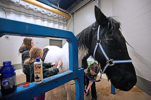 Three girls participating in the Brandon Light Horse and Pony Society horse-jumping show this weekend take some time to wash down Emma near the stables in the Westoba Agricultural Centre of Excellence on Friday afternoon. (Matt Goerzen/The Brandon Sun)