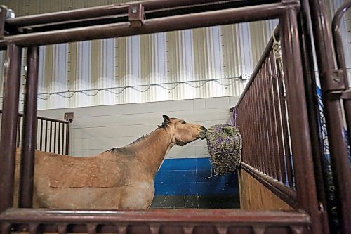 One of the horses participating in the Branodn Ligh Horse and Pony Society's horse-jumping show over the weekend enjoys a bit of lunch in the stables at the Westoba Agricultural Centre of Excellence on Friday afternoon. (Matt Goerzen/The Brandon Sun)