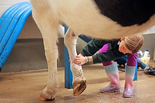 A young girl cleans the leg and foot of Emma during a grooming session near the stables in the Westoba Agricultural Centre of Excellence on Friday afternoon, ahead of the Light Horse and Pony Society horse-jumping show this weekend. (Matt Goerzen/The Brandon Sun)