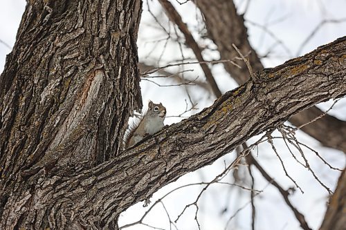 A squirrel on the lookout, sits on a branch along the cross-country ski trail at the Wheat City Golf Course. (Michele McDougall/The Brandon Sun) 