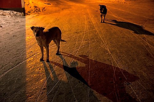 MIKAELA MACKENZIE / WINNIPEG FREE PRESS
Dogs on the Chemawawin Reserve, Manitoba on Friday, Feb. 23, 2018. 
180223 - Friday, February 23, 2018.