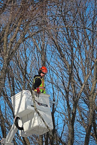 City of Brandon arborist Tyler Skinner is surrounded by branches in the crown of a large elm tree on the corner of Third Street and Kirkcaldy Drive on Monday afternoon. (Matt Goerzen/The Brandon Sun)